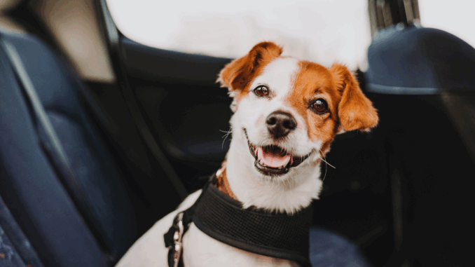 Hund im Auto (über evablancophotos)