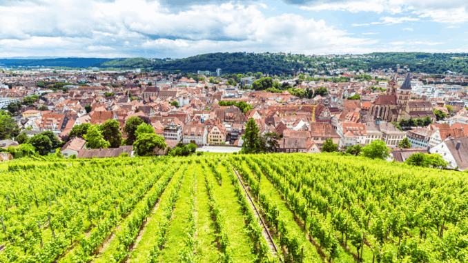 cmg_symbolbilder_ - 2025-08-18T133700.715 Blick auf Stuttgart über Weinberge hinweg (über querbeet)