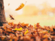 Laubbläser & Laubsauger im Herbst: Tipps für sicheren und sinnvollen Einsatz