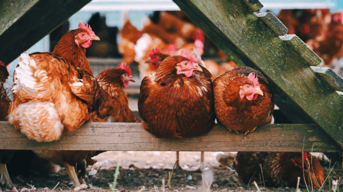 Hühner (über Alexas_Fotos)