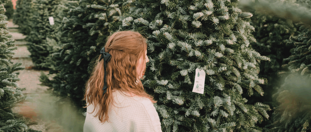 So kommt der Weihnachtsbaum sicher nach Hause