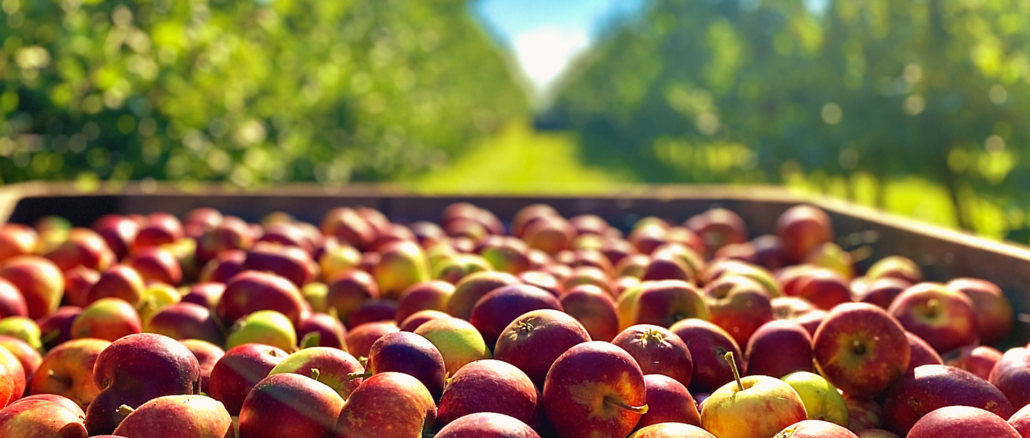 Apfelernte 2025 deutlich über Durchschnitt: Obstbau verzeichnet starkes Jahr