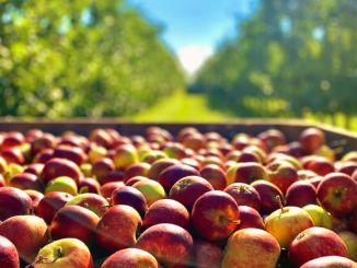 Apfelernte 2025 deutlich über Durchschnitt: Obstbau verzeichnet starkes Jahr
