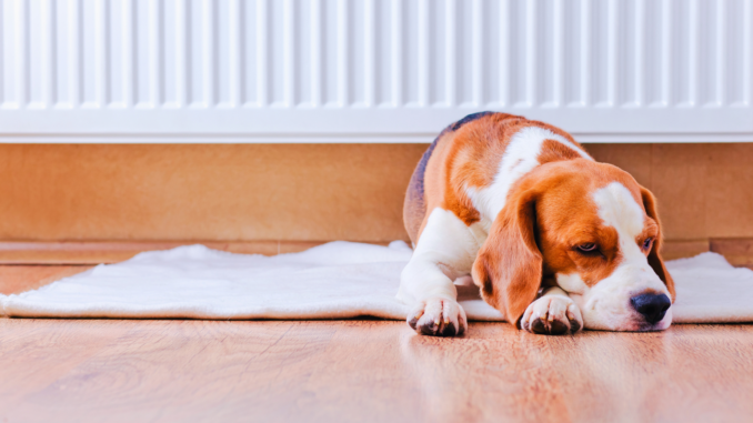 Hund vor einer warmen Heizung (über igorr1)