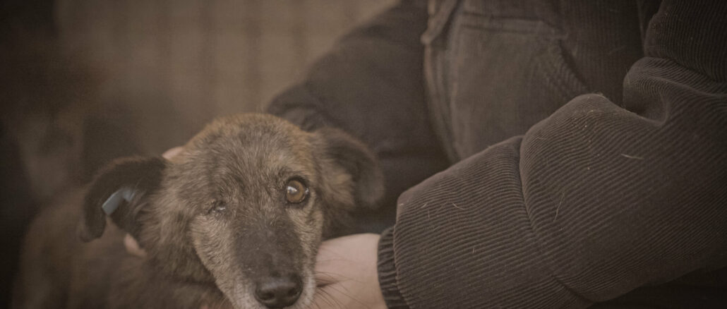 Investigativ und viral: ProSieben-Doku kämpft gegen Rumäniens Hundetötungspraxis