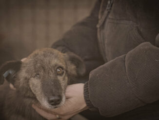 Investigativ und viral: ProSieben-Doku kämpft gegen Rumäniens Hundetötungspraxis