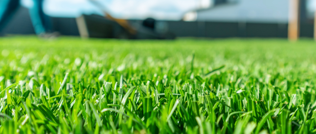 Frühjahrsstart im Garten: Warum zu frühes Vertikutieren den Rasen schwächt