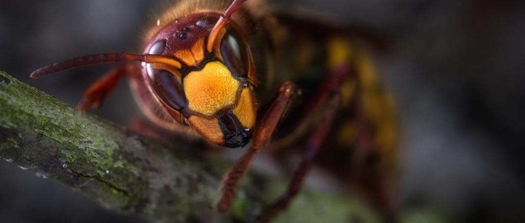 Hornissennest im Garten: Warum die Bestimmung wichtiger ist als die Entfernung