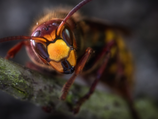 Hornissennest im Garten: Warum die Bestimmung wichtiger ist als die Entfernung