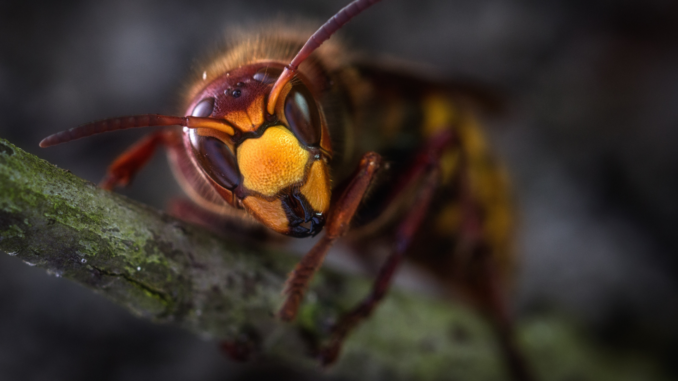 Hornissennest im Garten: Warum die Bestimmung wichtiger ist als die Entfernung